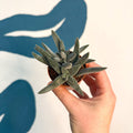 Crassula 'Tarantula' - Sprouts of Bristol