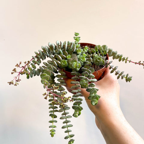 Crassula x rupestris f. marnieriana 'Hottentot' - Jade Necklace - Sprouts of Bristol