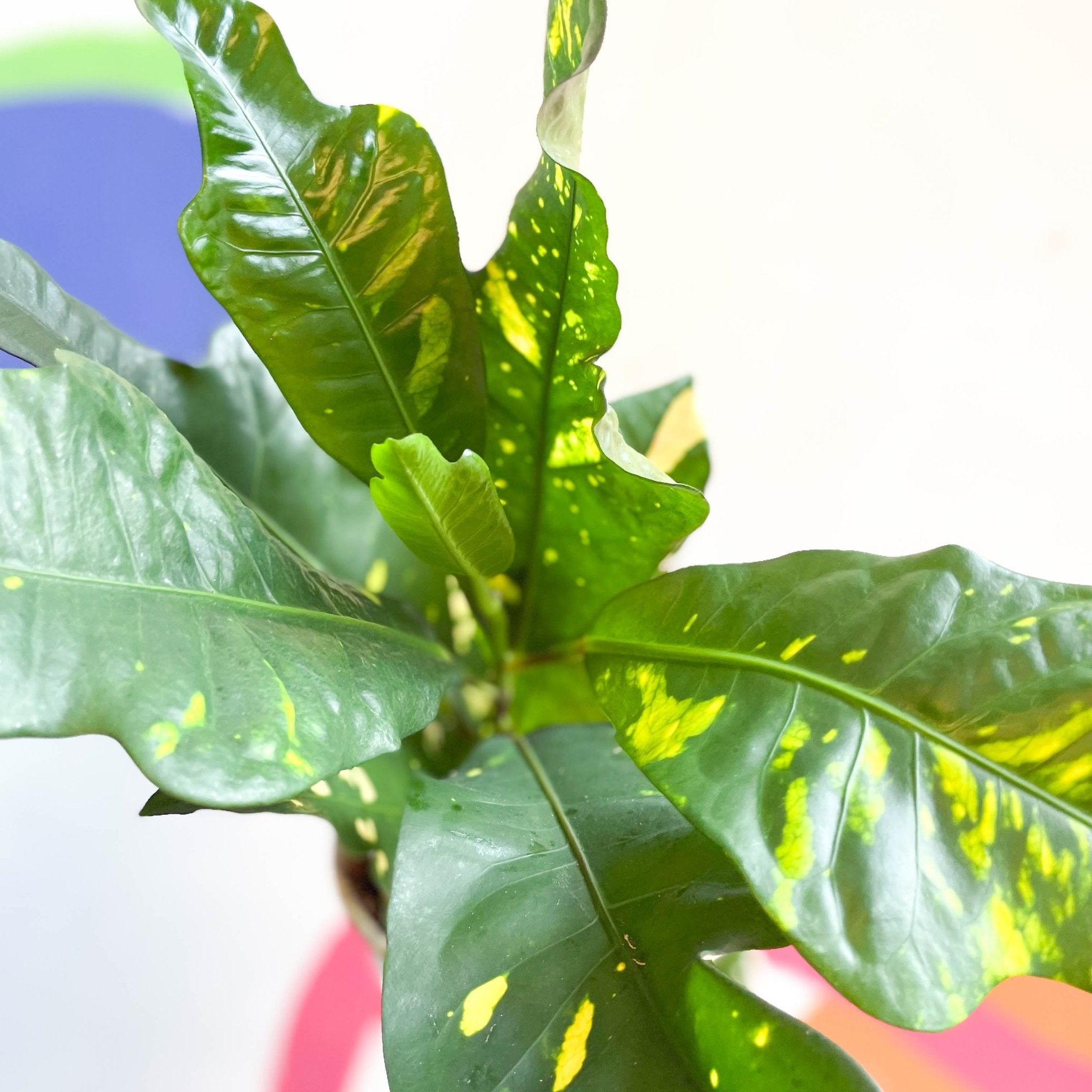 Croton - Codiaeum variegatum var. pictum 'Magnificent' – Sprouts of Bristol