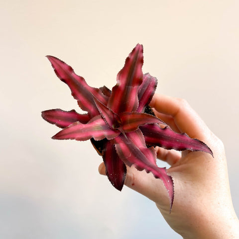 Cryptanthus bivittatus 'Red Star' - Earth Star Plant - Sprouts of Bristol