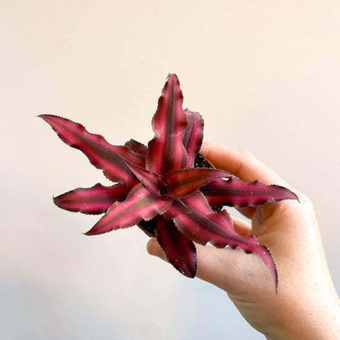 Cryptanthus bivittatus 'Red Star' - Earth Star Plant - Sprouts of Bristol