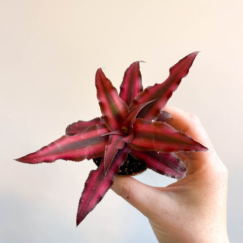 red star succulent Planta Estrella de la Tierra