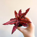 Cryptanthus bivittatus 'Red Star' - Earth Star Plant - Sprouts of Bristol