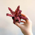 Cryptanthus bivittatus 'Red Star' - Earth Star Plant - Sprouts of Bristol