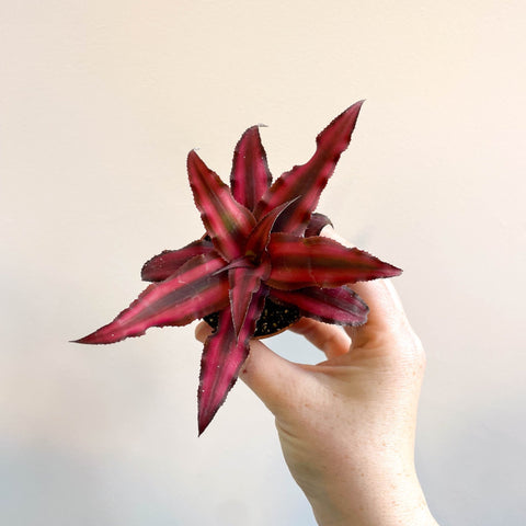 Cryptanthus bivittatus 'Red Star' - Earth Star Plant - Sprouts of Bristol