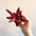 Cryptanthus bivittatus 'Red Star' - Earth Star Plant - Sprouts of Bristol