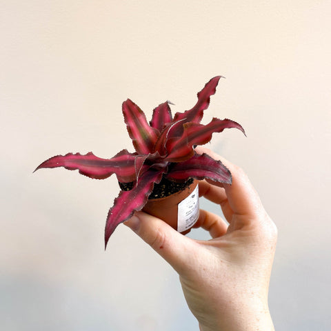 Cryptanthus bivittatus 'Red Star' - Earth Star Plant - Sprouts of Bristol