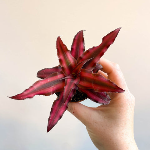 Cryptanthus bivittatus 'Red Star' - Earth Star Plant - Sprouts of Bristol