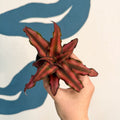 Cryptanthus bivittatus 'Red Star' - Earth Star Plant - Sprouts of Bristol