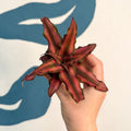 Cryptanthus bivittatus 'Red Star' - Earth Star Plant - Sprouts of Bristol
