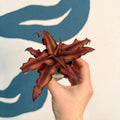 Cryptanthus bivittatus 'Red Star' - Earth Star Plant - Sprouts of Bristol