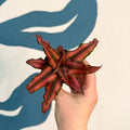 Cryptanthus bivittatus 'Red Star' - Earth Star Plant - Sprouts of Bristol