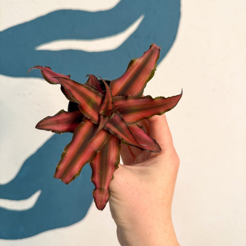 Cryptanthus bivittatus 'Red Star' - Earth Star Plant - Sprouts of Bristol