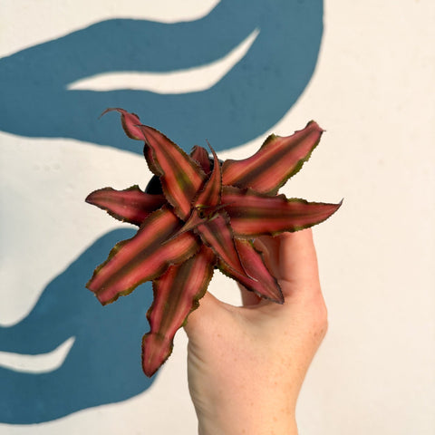Cryptanthus bivittatus 'Red Star' - Earth Star Plant - Sprouts of Bristol