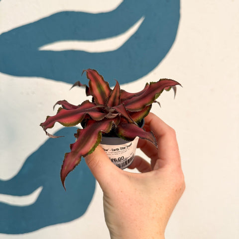 Cryptanthus bivittatus 'Red Star' - Earth Star Plant - Sprouts of Bristol