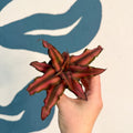 Cryptanthus bivittatus 'Red Star' - Earth Star Plant - Sprouts of Bristol