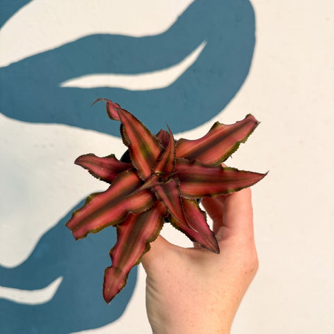 Cryptanthus bivittatus 'Red Star' - Earth Star Plant - Sprouts of Bristol