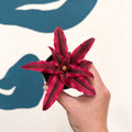 Cryptanthus bivittatus 'Super Pink Star' - Earth Star Plant - Sprouts of Bristol