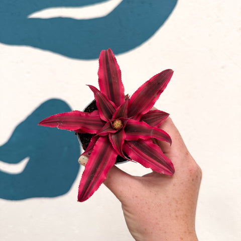 Cryptanthus bivittatus 'Super Pink Star' - Earth Star Plant - Sprouts of Bristol