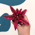 Cryptanthus bivittatus 'Super Pink Star' - Earth Star Plant - Sprouts of Bristol