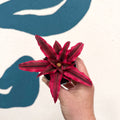 Cryptanthus bivittatus 'Super Pink Star' - Earth Star Plant - Sprouts of Bristol