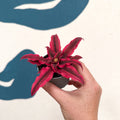 Cryptanthus bivittatus 'Super Pink Star' - Earth Star Plant - Sprouts of Bristol