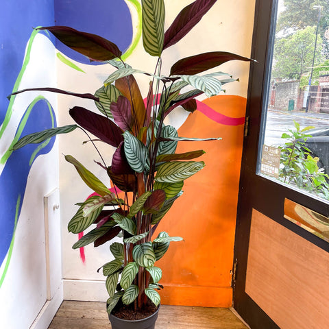 never never prayer plant Ctenanthe oppenheimiana