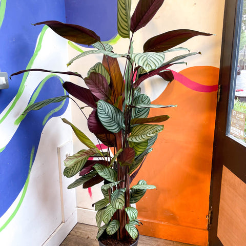 never never prayer plant Ctenanthe oppenheimiana