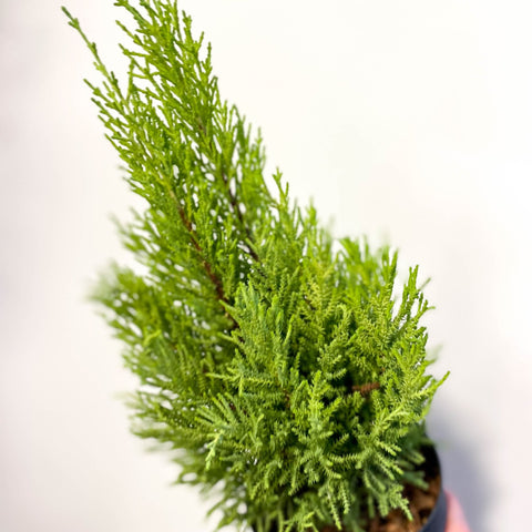 Cupressus macrocarpa 'Goldcrest Wilma' - Lemon Conifer - Sprouts of Bristol