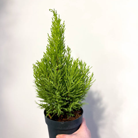 Cupressus macrocarpa 'Goldcrest Wilma' - Lemon Conifer - Sprouts of Bristol