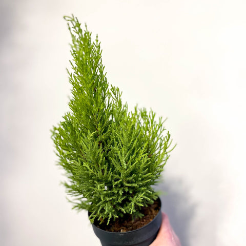 Cupressus macrocarpa 'Goldcrest Wilma' - Lemon Conifer - Sprouts of Bristol