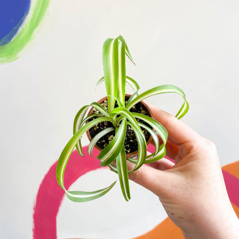 curly spider plant babies Chlorophytum comosum - Curly Spider Plant