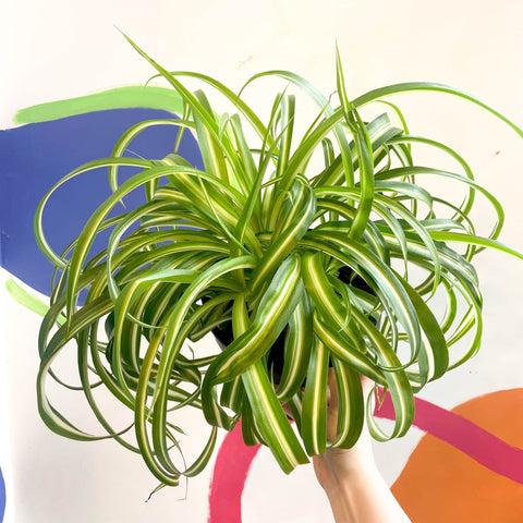 chlorophytum comosum curly Chlorophytum comosum - Curly Spider Plant
