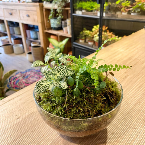 Custom Terrarium Design & Made by Sprouts - Sprouts of Bristol