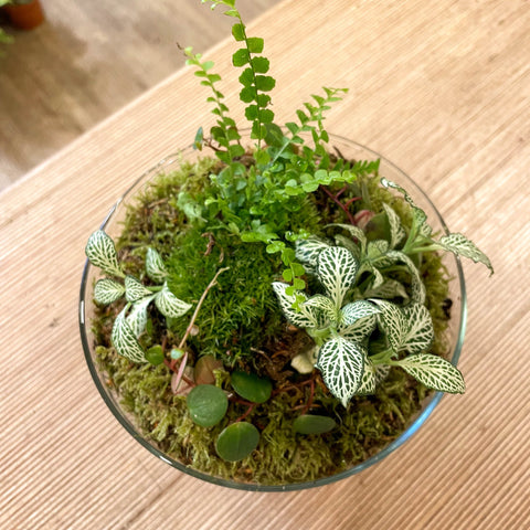 Custom Terrarium Design & Made by Sprouts - Sprouts of Bristol