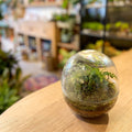 Custom Terrarium Design & Made by Sprouts - Sprouts of Bristol