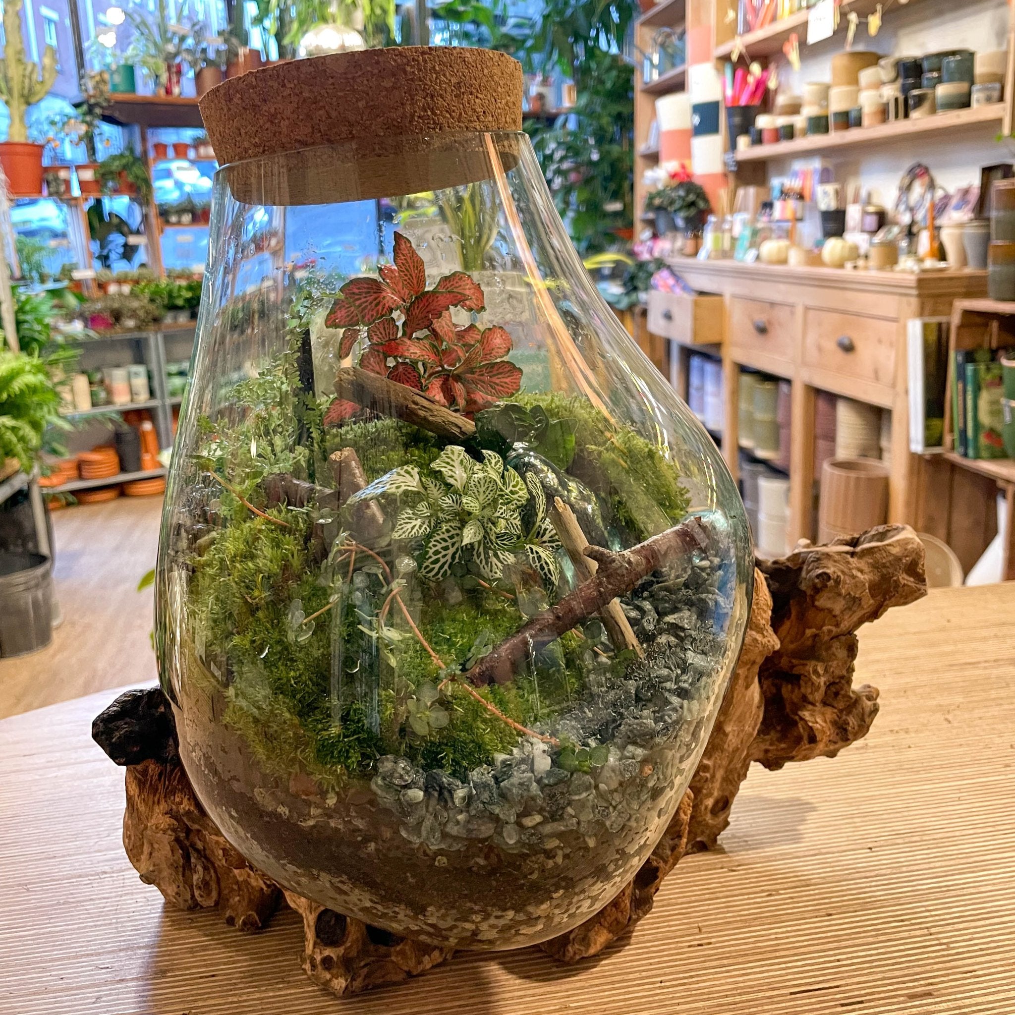 Custom Terrarium Designed & Made by Sprouts – Sprouts of Bristol