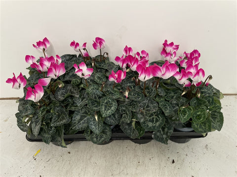 Cyclamen 'Indiaka®' - British Grown - Sprouts of Bristol