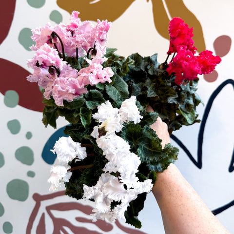 Cyclamen persicum ‘Merengue’ - Mixed Colour Ruffled Florist Cyclamen - Sprouts of Bristol