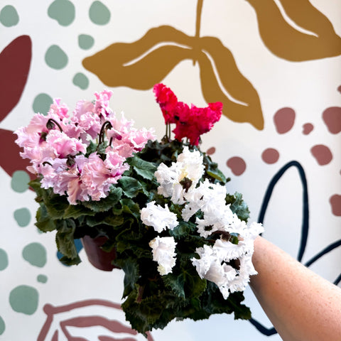Cyclamen persicum ‘Merengue’ - Mixed Colour Ruffled Florist Cyclamen - Sprouts of Bristol