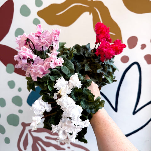 Cyclamen persicum ‘Merengue’ - Mixed Colour Ruffled Florist Cyclamen - Sprouts of Bristol