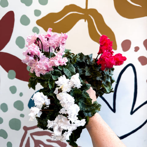 Cyclamen persicum ‘Merengue’ - Mixed Colour Ruffled Florist Cyclamen - Sprouts of Bristol