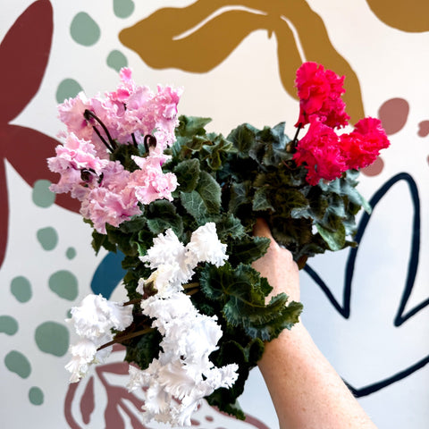 Cyclamen persicum ‘Merengue’ - Mixed Colour Ruffled Florist Cyclamen - Sprouts of Bristol