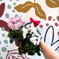 Cyclamen persicum ‘Merengue’ - Mixed Colour Ruffled Florist Cyclamen - Sprouts of Bristol