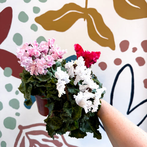 Cyclamen persicum ‘Merengue’ - Mixed Colour Ruffled Florist Cyclamen - Sprouts of Bristol