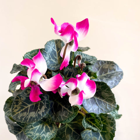 Cyclamen persicum x hybrida 'Indiaka® Magenta Pink' - British Grown - Sprouts of Bristol