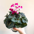 Cyclamen persicum x hybrida 'Indiaka® Magenta Pink' - British Grown - Sprouts of Bristol