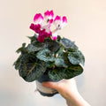 Cyclamen persicum x hybrida 'Indiaka® Magenta Pink' - British Grown - Sprouts of Bristol