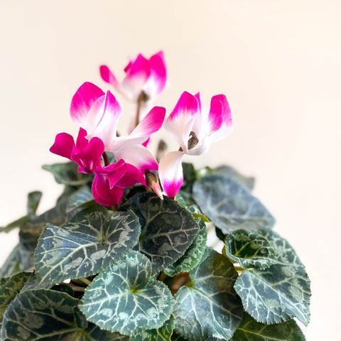 Cyclamen persicum x hybrida 'Indiaka® Magenta Pink' - British Grown - Sprouts of Bristol