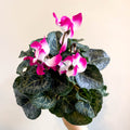 Cyclamen persicum x hybrida 'Indiaka® Magenta Pink' - British Grown - Sprouts of Bristol